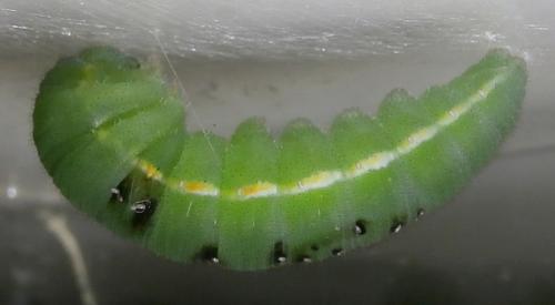 Colias croceus